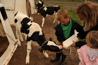 Feeding calves in Ontario
